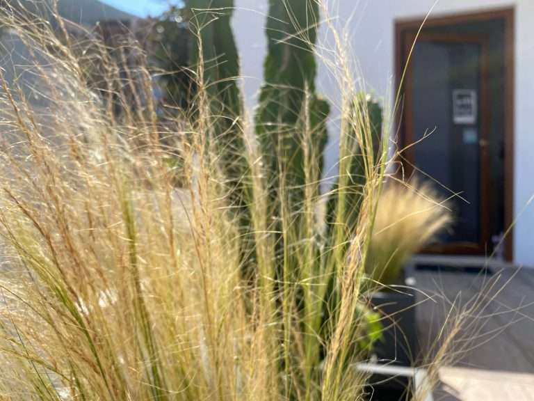 Particolare Stipa tenuissima