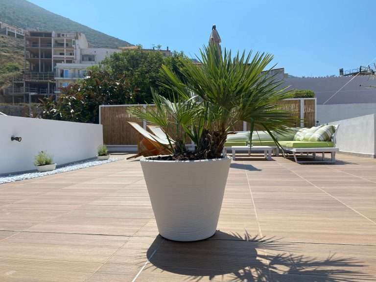 Particolare di una cycas